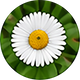Bhringraj