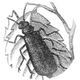 Cantharis