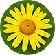 Arnica