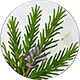 Rosemary